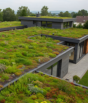 Living roof or green roof installation Auckland