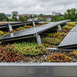 Combination of living and solar roof